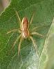 Dolomedes sp.